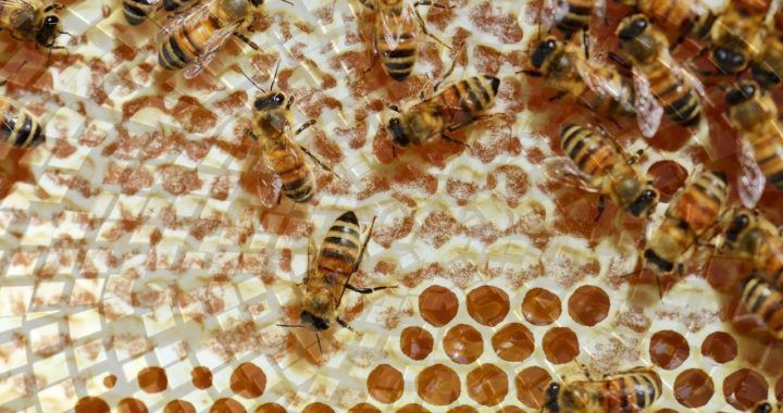 Hive, úl, med, včely,