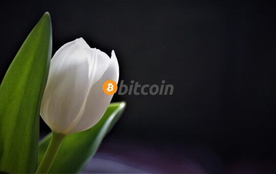 Bitcoin, květina, ekologie, btc, Nizozemsko