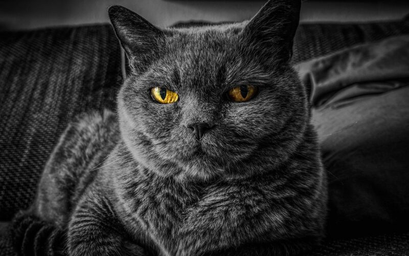 kočka, cat, kryptozprávy