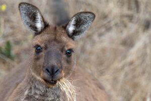 klokan, Austrálie