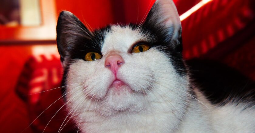 Influenceři by neměli říkat lidem, co mají dělat: (Ne)choďte k volbám 2025!