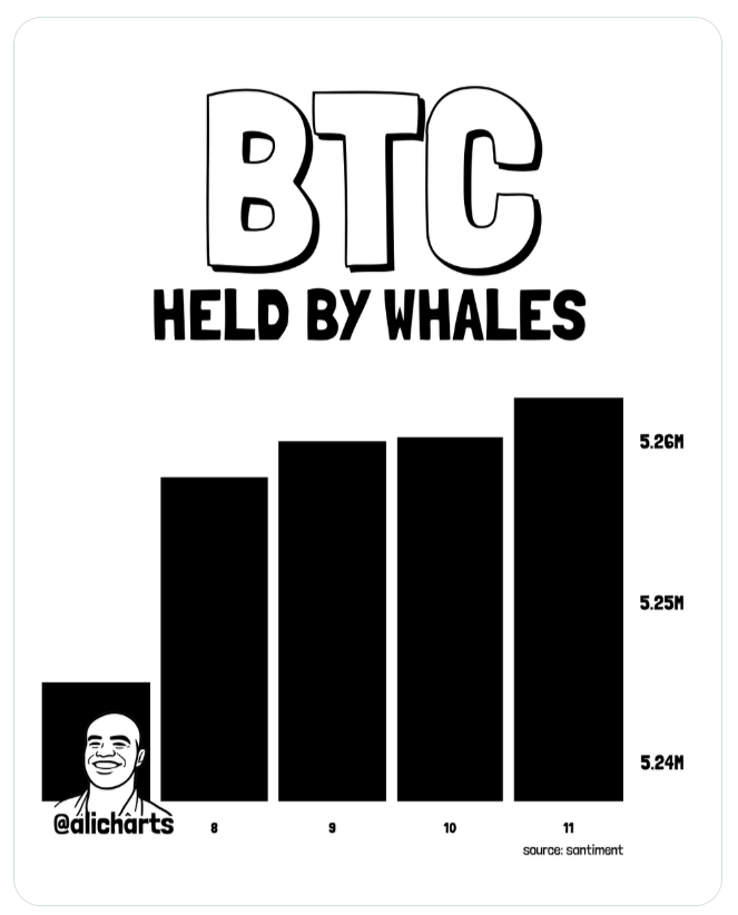 Graf ukazuje, že bitcoinové velryby navýšily své celkové držby na více než 5,26 milionu BTC. Zatímco cena Bitcoinu klesala, velcí investoři využili situace k dalším nákupům a během několika dní zvýšili množství držených mincí.